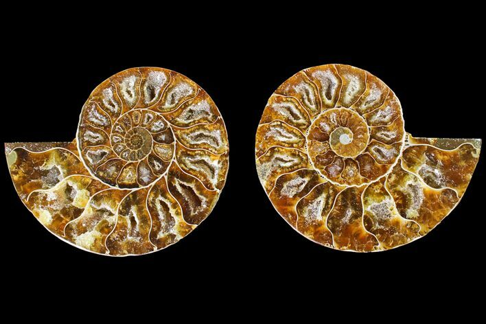 Agatized Ammonite Fossil - Madagascar #145990